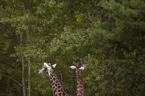 Zsiráfok táplálkozó levelek — Stock Fotó
