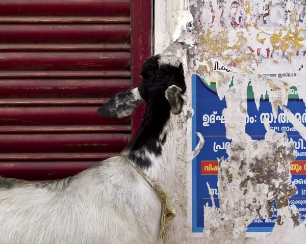 Goat eating advertisements — Stock Photo, Image