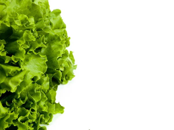 Lettuce with copy room — Stock Photo, Image