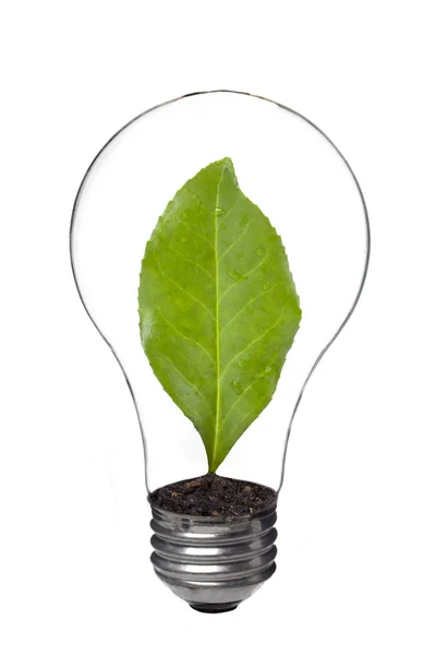Light bulb with leaf inside — Stock Photo, Image