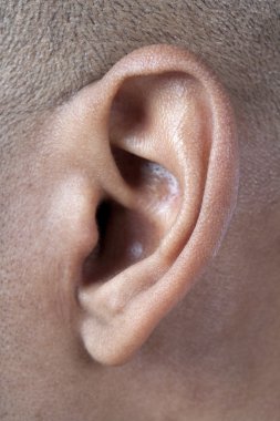 erkek kulak