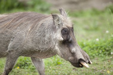 Olgun warthog