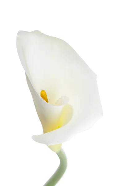 Macro tiro de lírio branco calla — Fotografia de Stock