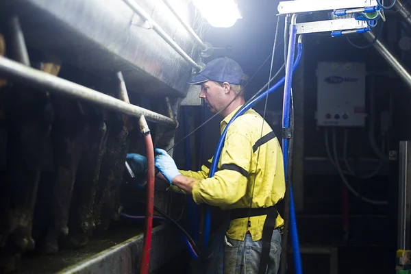 Male farmer milking the cows — Stock Photo, Image