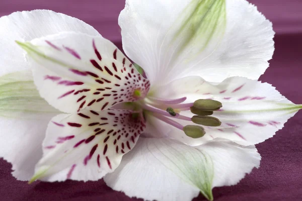 Makro obrazu białych lilii — Zdjęcie stockowe