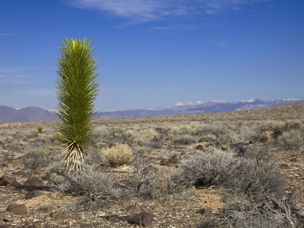 Cactus dans le désert — Photo