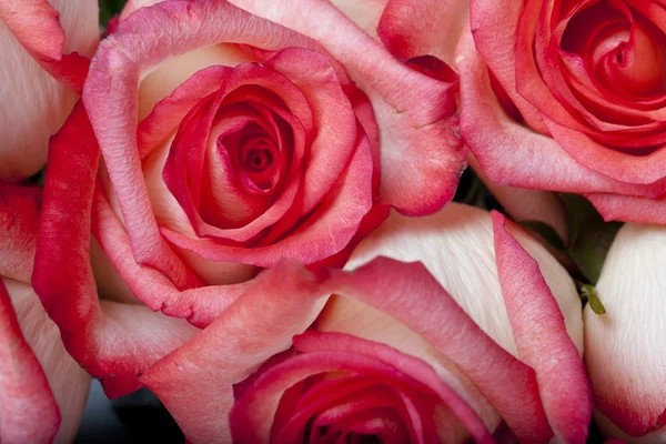 Nahaufnahme rosa Rosenstrauß — Stockfoto