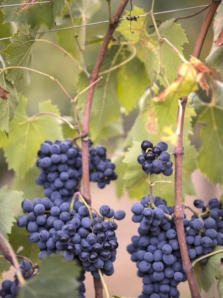 Close up shot of bunch of tuscany grapes — Stock Photo, Image