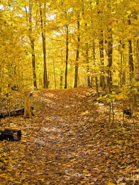 Colorful fall trail — Stock Photo, Image