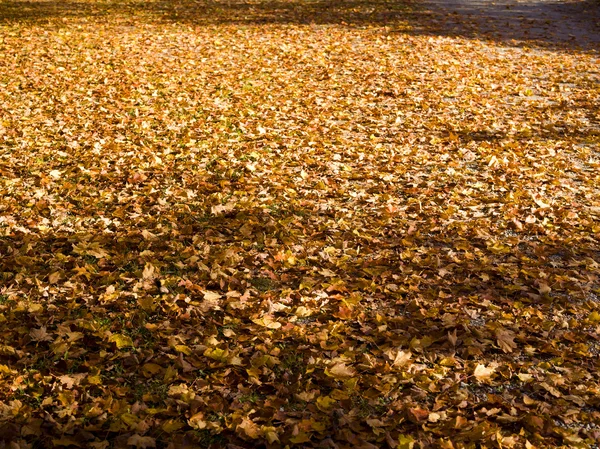 Fallen leaves — Stock Photo, Image