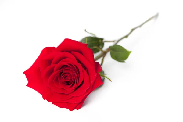 Красная роза лежит полной — стоковое фото