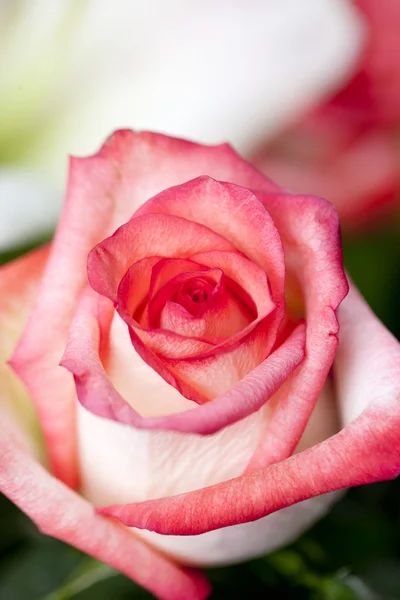 Vertikální růžové růže — Stock fotografie