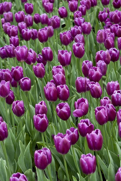 Purple Tulip Garden — Stock Photo, Image