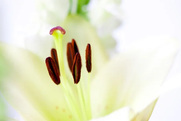 Lilys estambres blancos — Foto de Stock