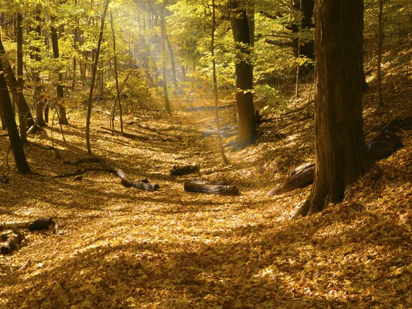 Rayo de sol en bosque — Foto de Stock