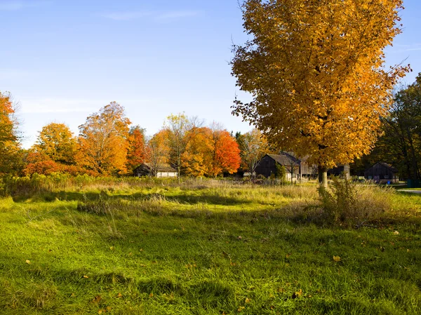 Oranje boom op een boerderij — Stockfoto