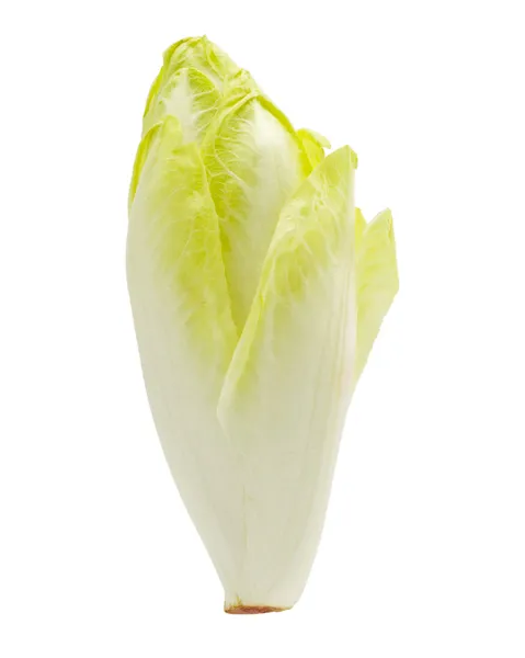 Belgian Endive — Stock Photo, Image