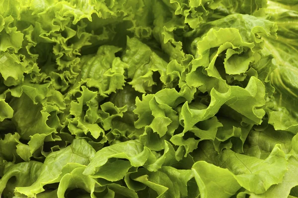 Primer plano de las hojas de lechuga romana —  Fotos de Stock