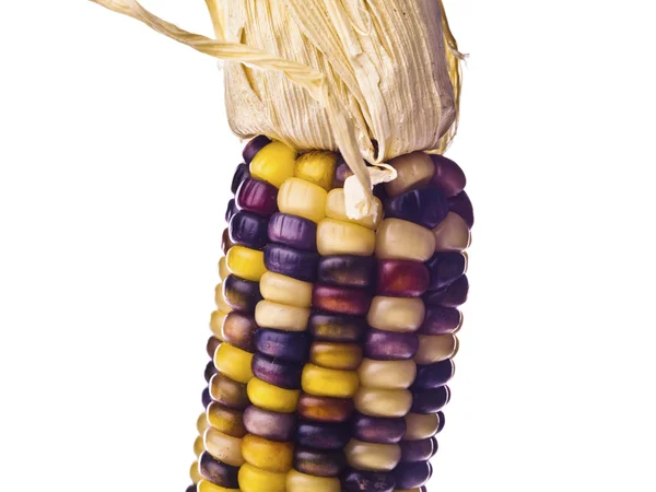 Indian corn cob — Stock Photo, Image