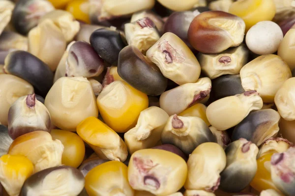 Pile of corn beans — Stock Photo, Image