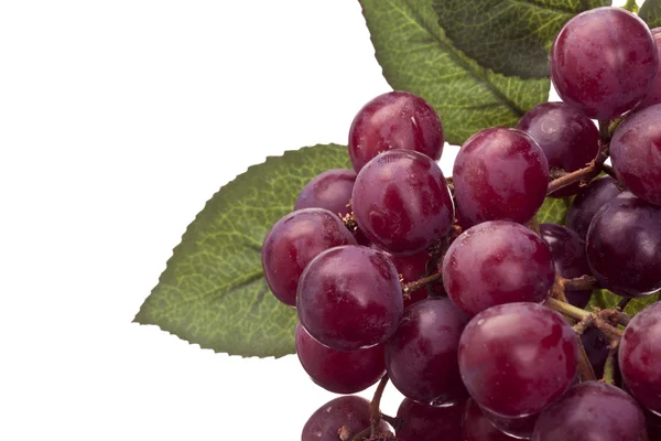Czerwone winogrona i liści — Zdjęcie stockowe