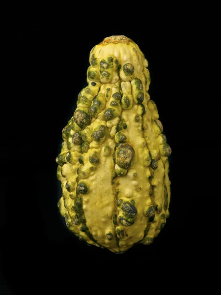 Невеликий gourd — стокове фото