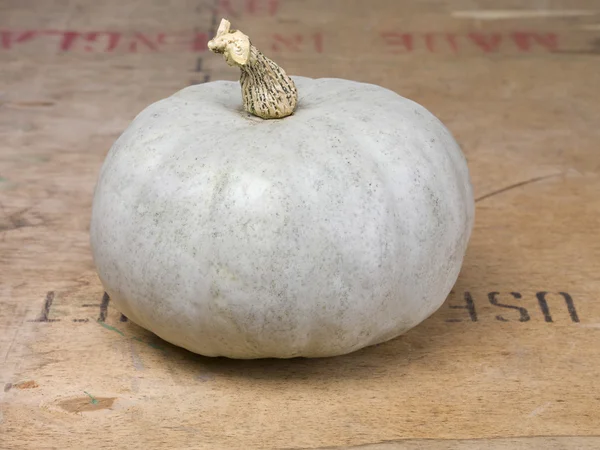 White pumpkin — Stock Photo, Image