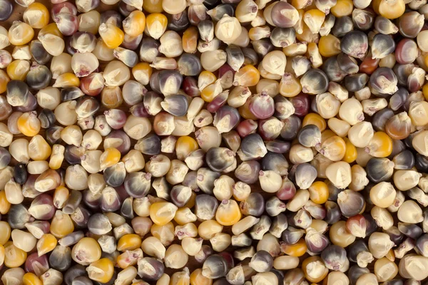 Assorted corn grains as background — Stock Photo, Image