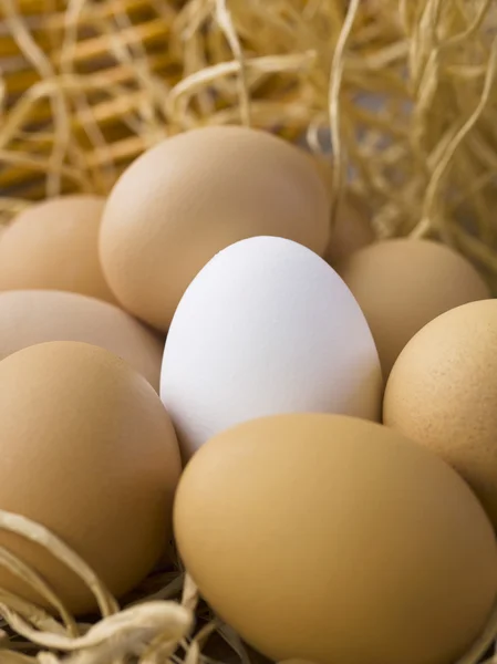 Bruin eieren met witte ei op bovenkant — Stockfoto