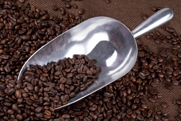 Pile of coffee beans with silver spatula — Stock Photo, Image