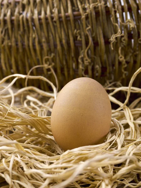 Single brown egg — Stock Photo, Image