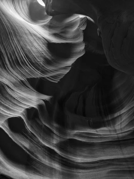 Az canyon antelope fekete-fehér kép — Stock Fotó