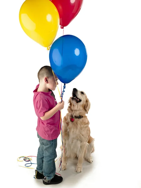 Perro mascota sorprendido con globos — Foto de Stock