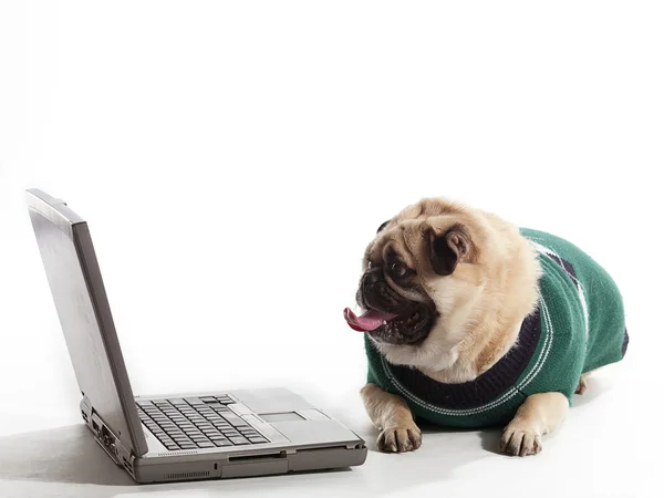 Professor Pug — Stock Photo, Image