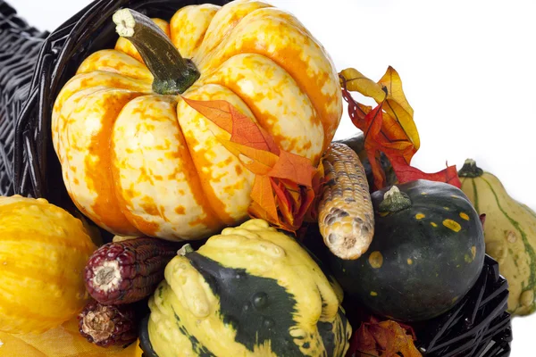 Pumpkins and gourds — Stock Photo, Image