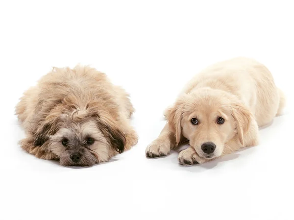 Cachorros tristes — Foto de Stock
