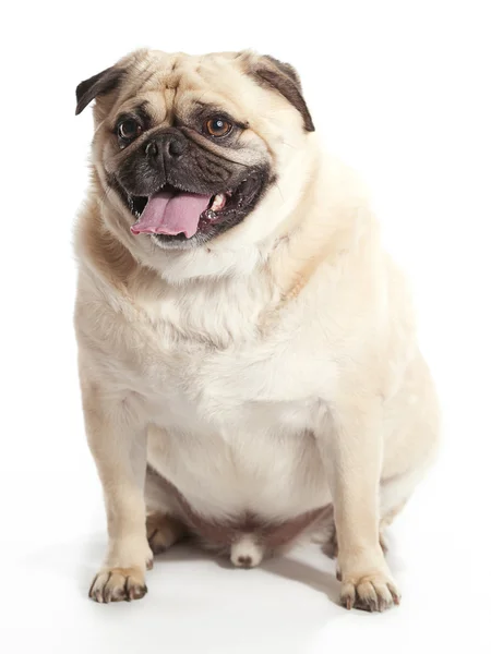 Oturma pug — Stok fotoğraf