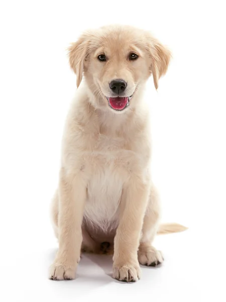 Zittend puppy golden retriever — Stockfoto