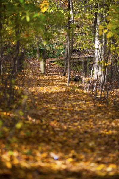 Árboles de otoño — Foto de Stock