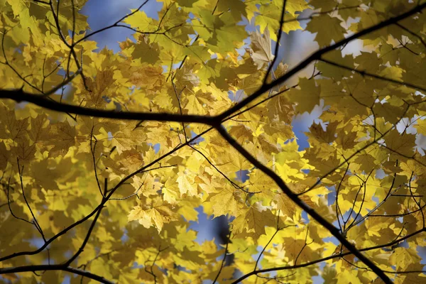 338 close up image of maple leaves — Stock Photo, Image