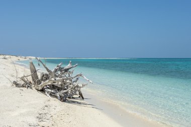 bir avuç deniz sahilinde driftwoods