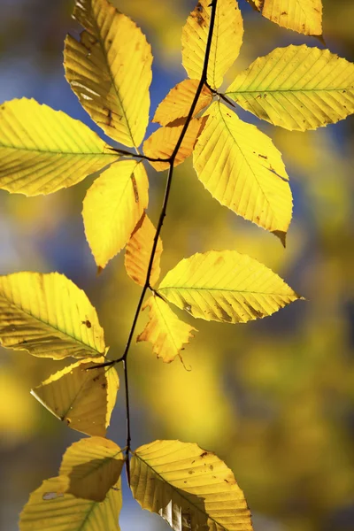 721 image of autumn leaves — Stock Photo, Image