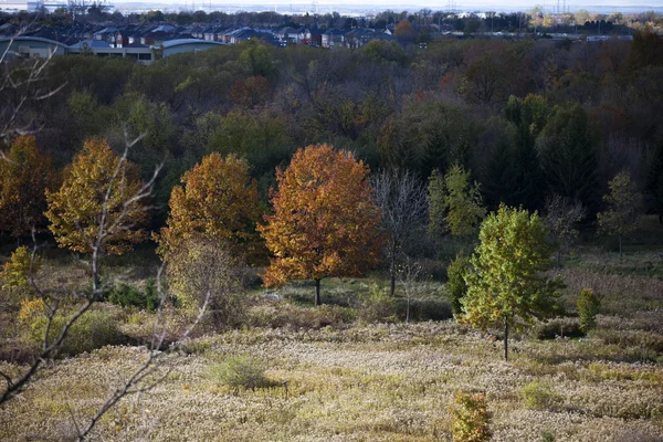 724 árboles de otoño — Foto de Stock