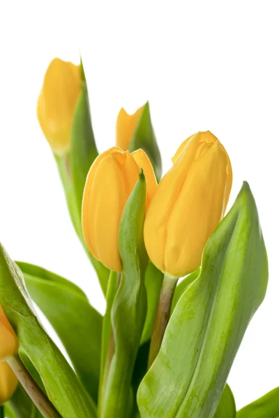 明亮的黄色郁金香 — 图库照片