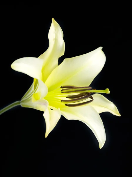 Close up tiro de flor de lírio — Fotografia de Stock