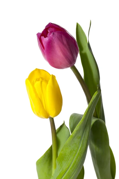 Close up shot van roze en gele tulpenbloemen — Stockfoto