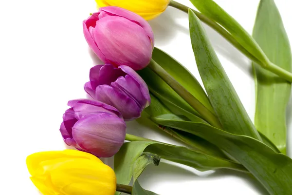 Flores de tulipán de colores en blanco —  Fotos de Stock