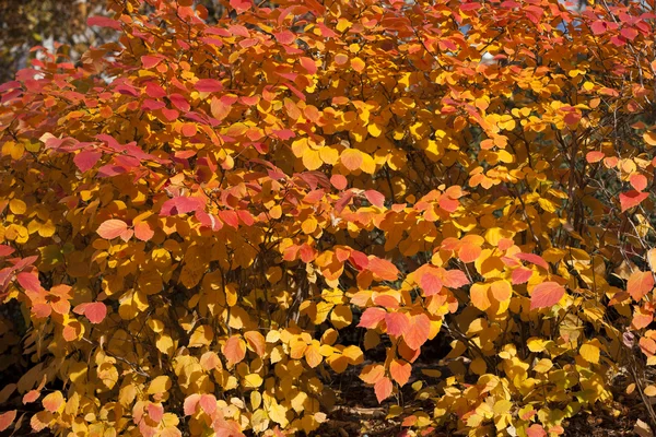 Hojas de otoño —  Fotos de Stock