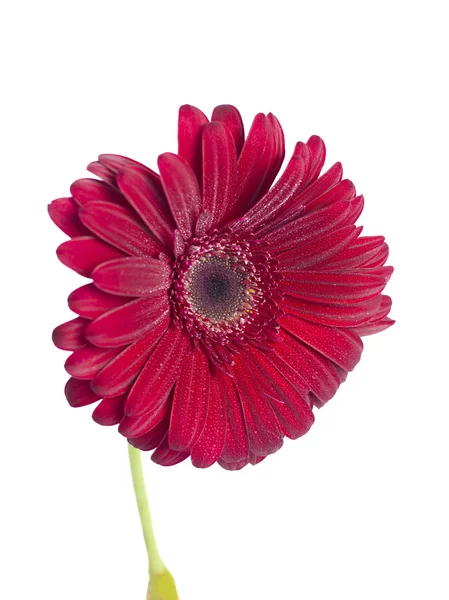 Huvudet av en röd daisy — Stock fotografie