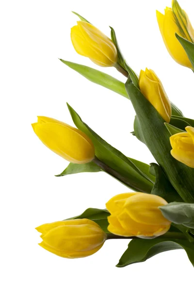水平图像的黄色郁金香 — 图库照片